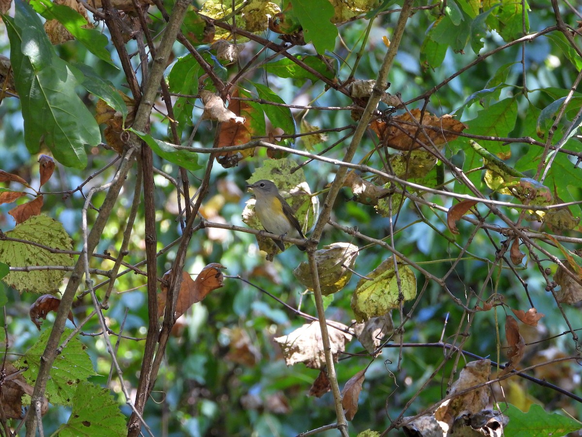 American Redstart - ML642024688