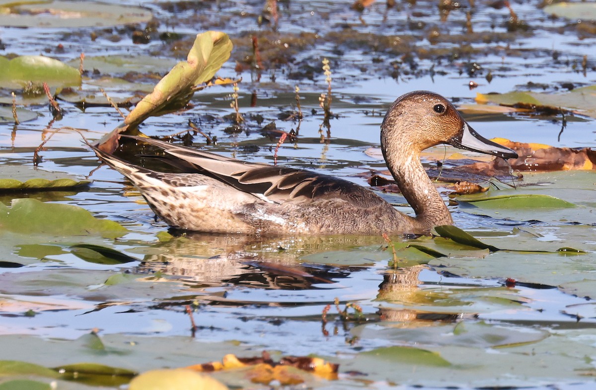 Northern Pintail - ML642024692