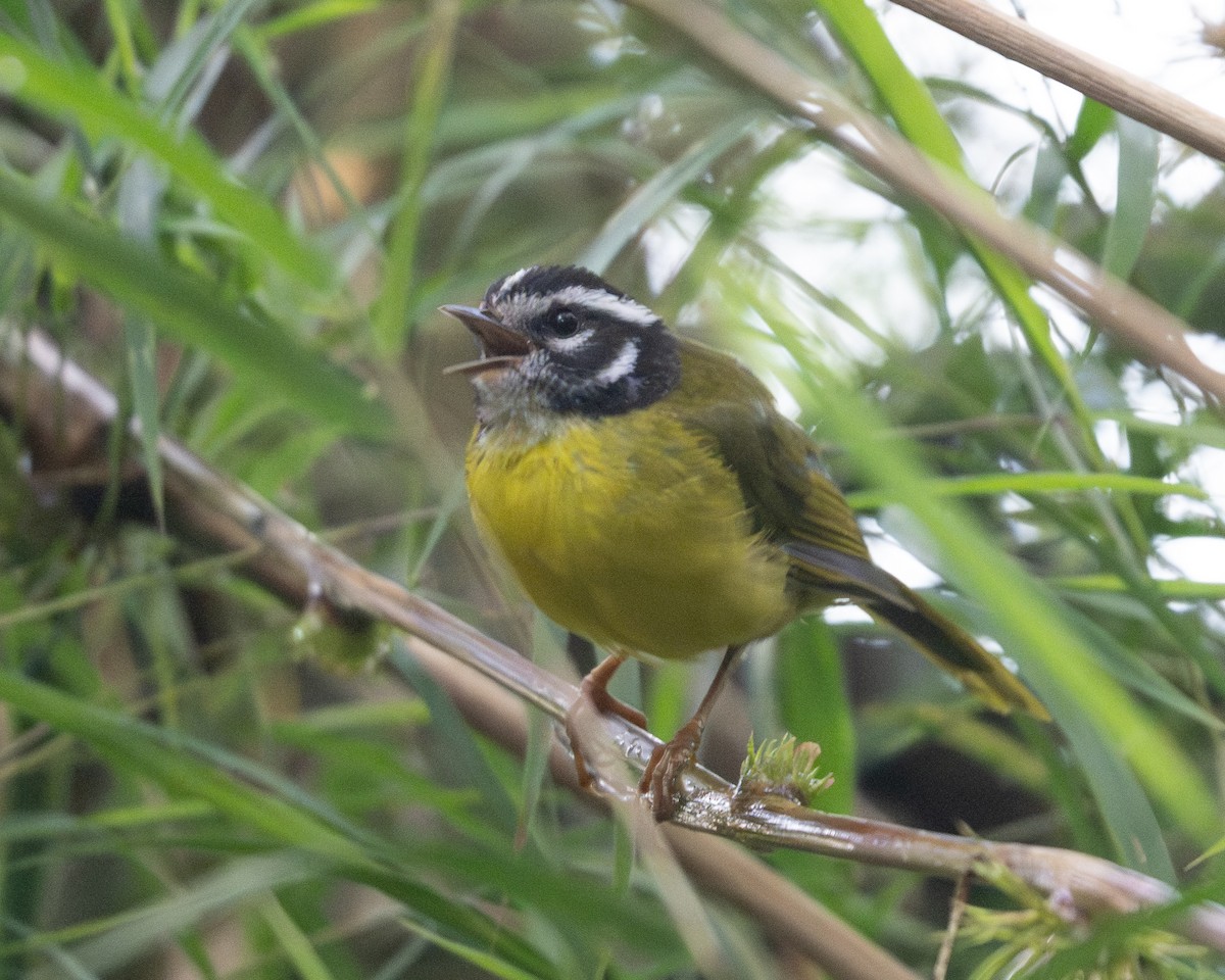 Santa Marta Warbler - ML642024693