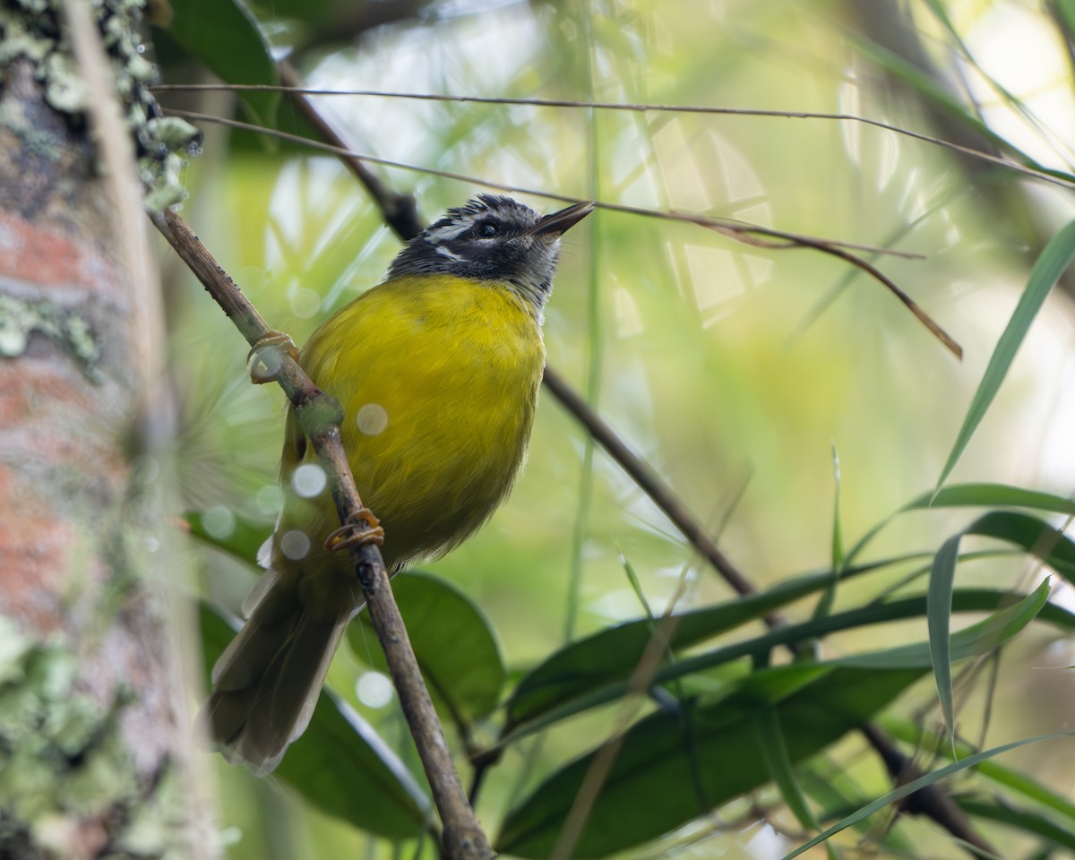Santa Marta Warbler - ML642024694