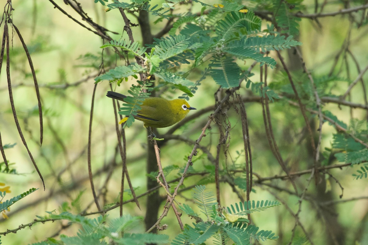 Green White-eye - ML642024695