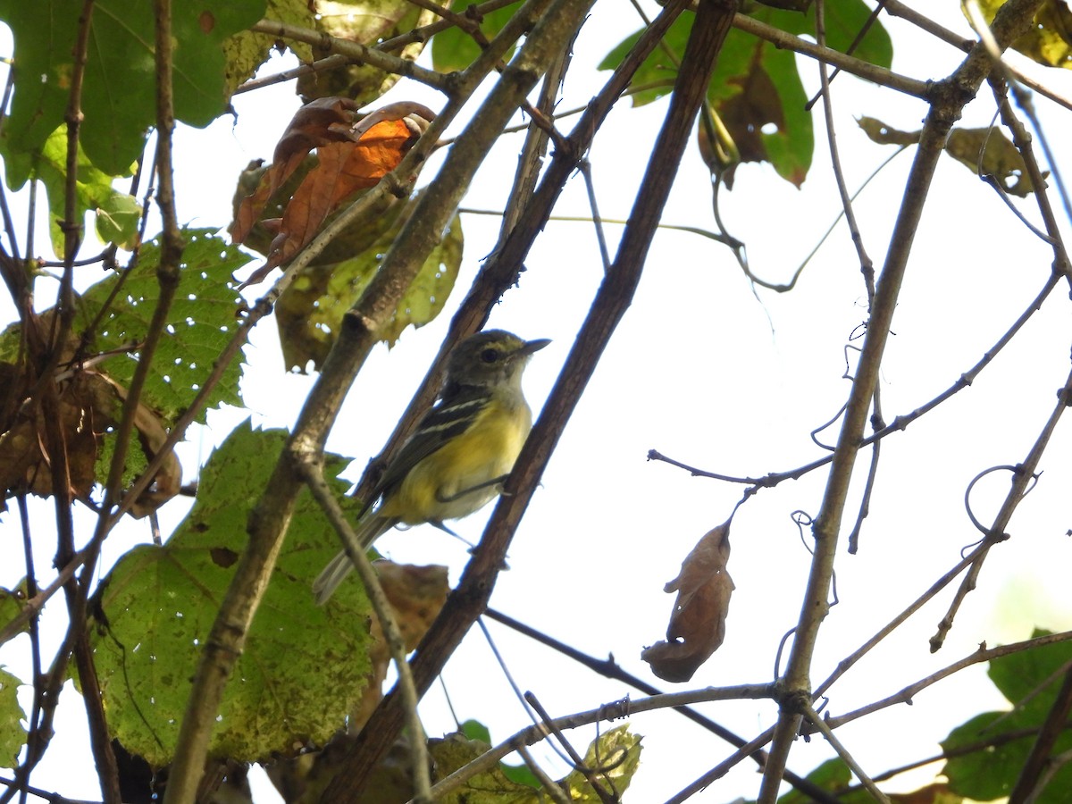 White-eyed Vireo - ML642024696