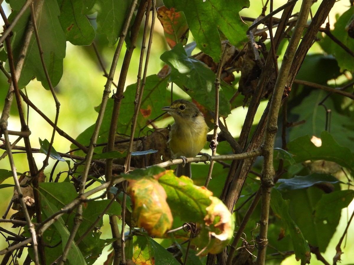 White-eyed Vireo - ML642024697