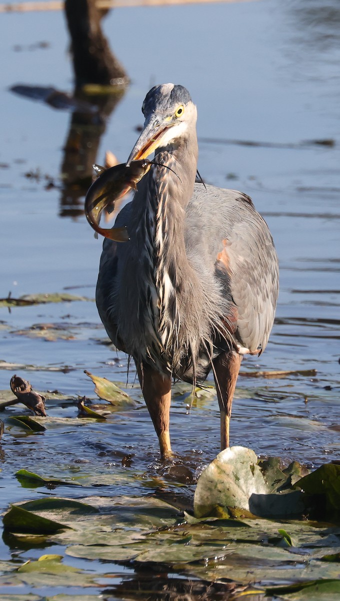 Great Blue Heron - ML642024703