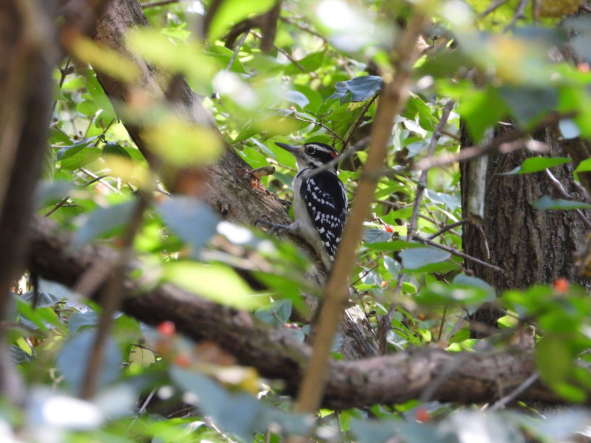 Hairy Woodpecker - ML642024710