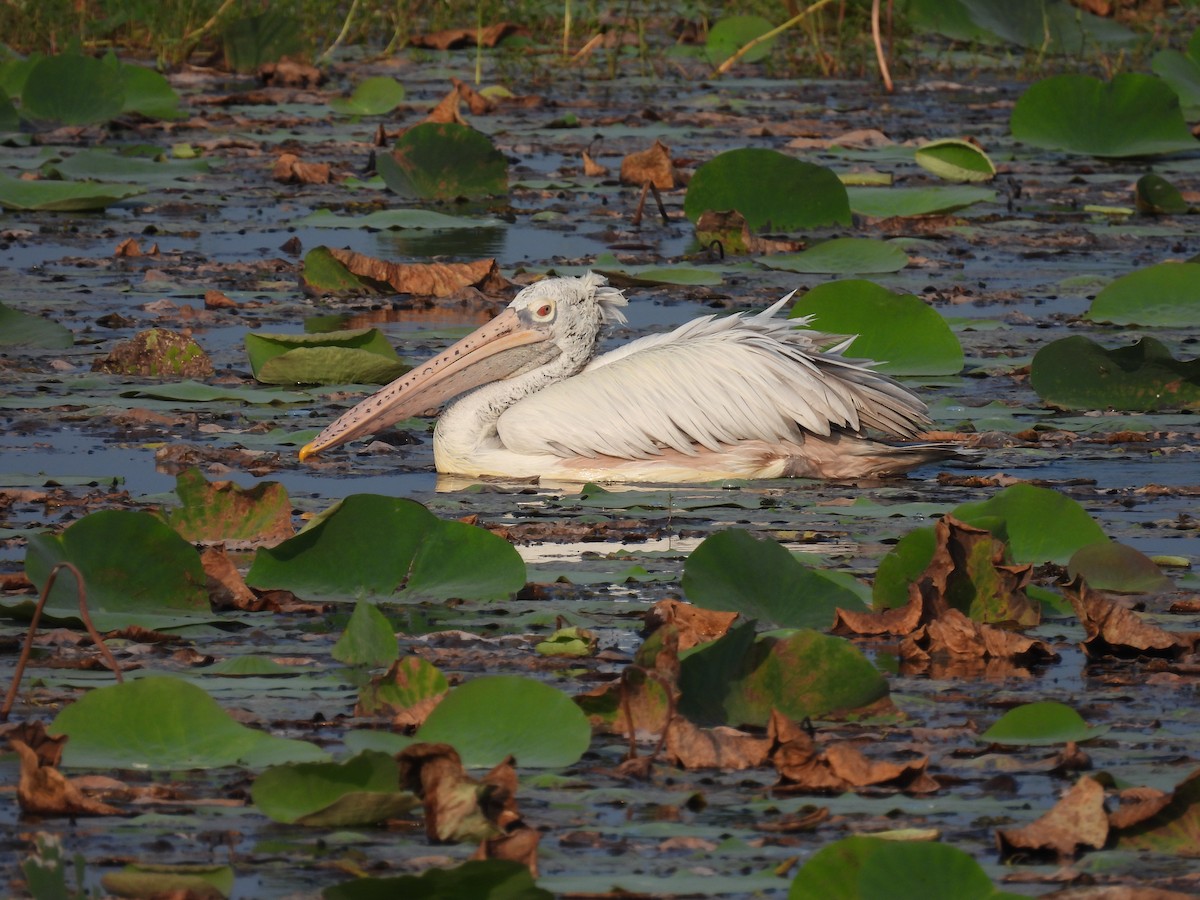 Spot-billed Pelican - ML642024712