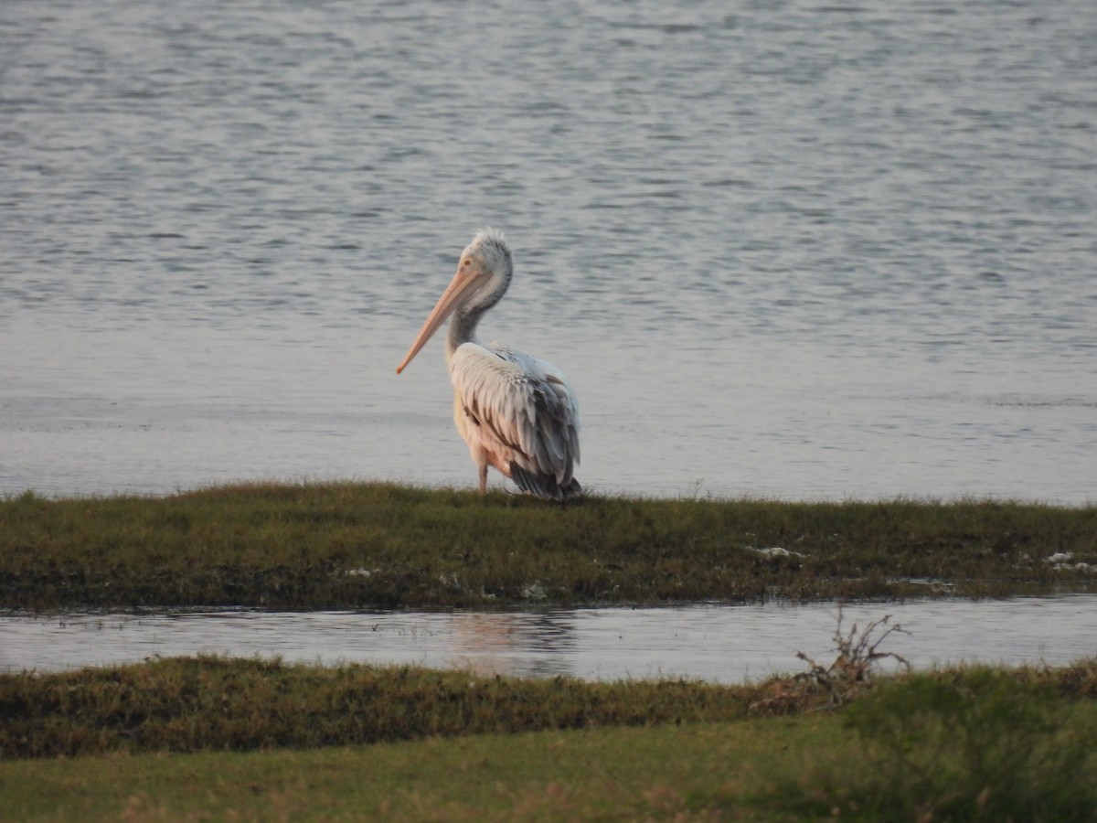 Spot-billed Pelican - ML642024713