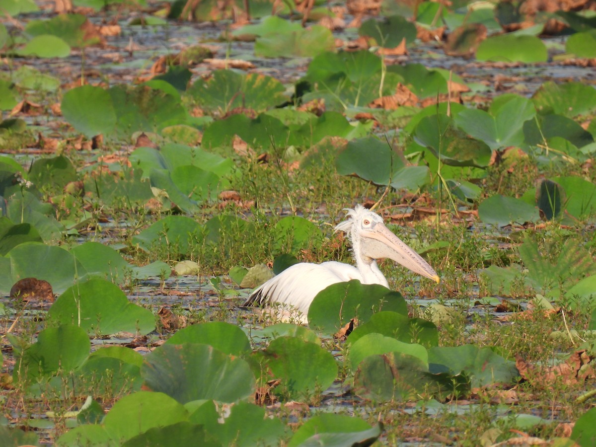Spot-billed Pelican - ML642024714