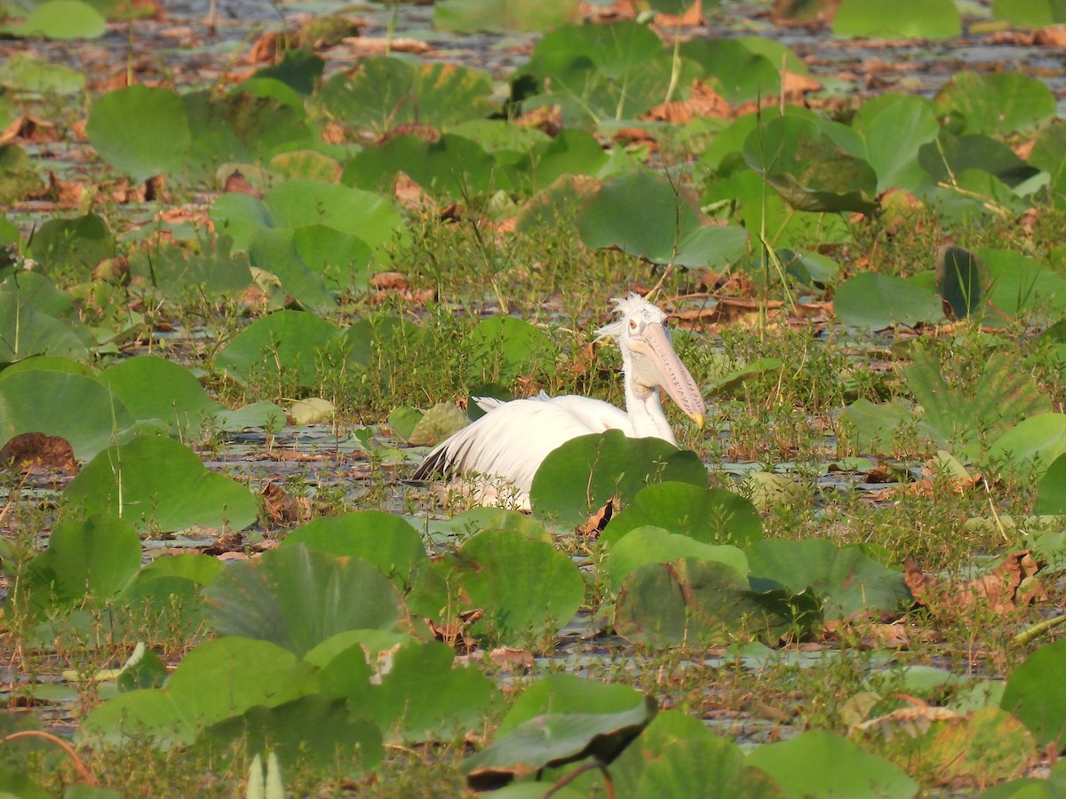 Spot-billed Pelican - ML642024718