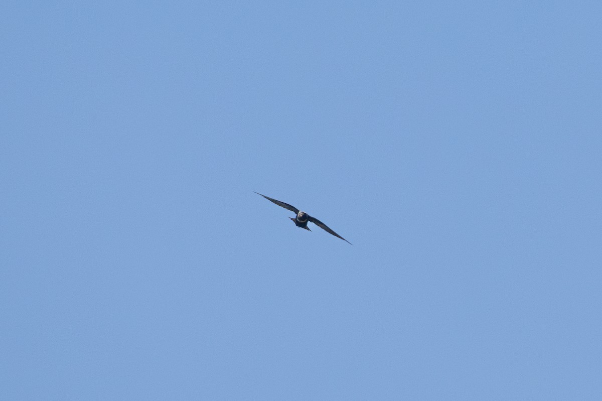 White-collared Swift - ML642024724