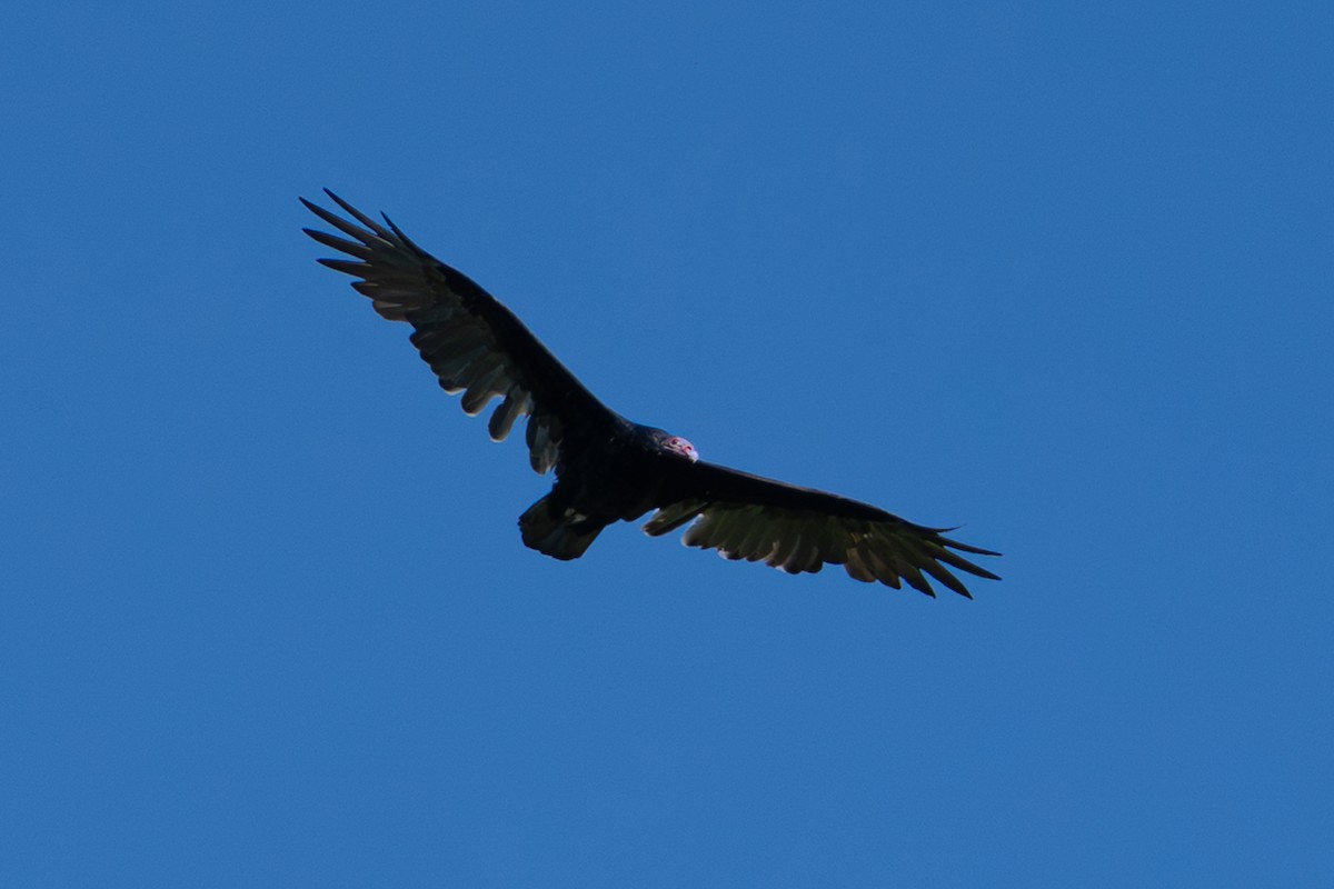 Turkey Vulture - ML642024728