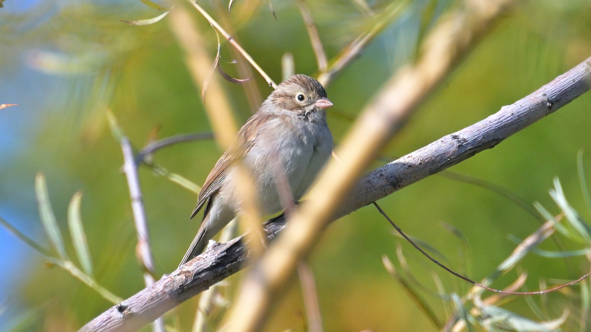 Brewer's Sparrow - ML642024729