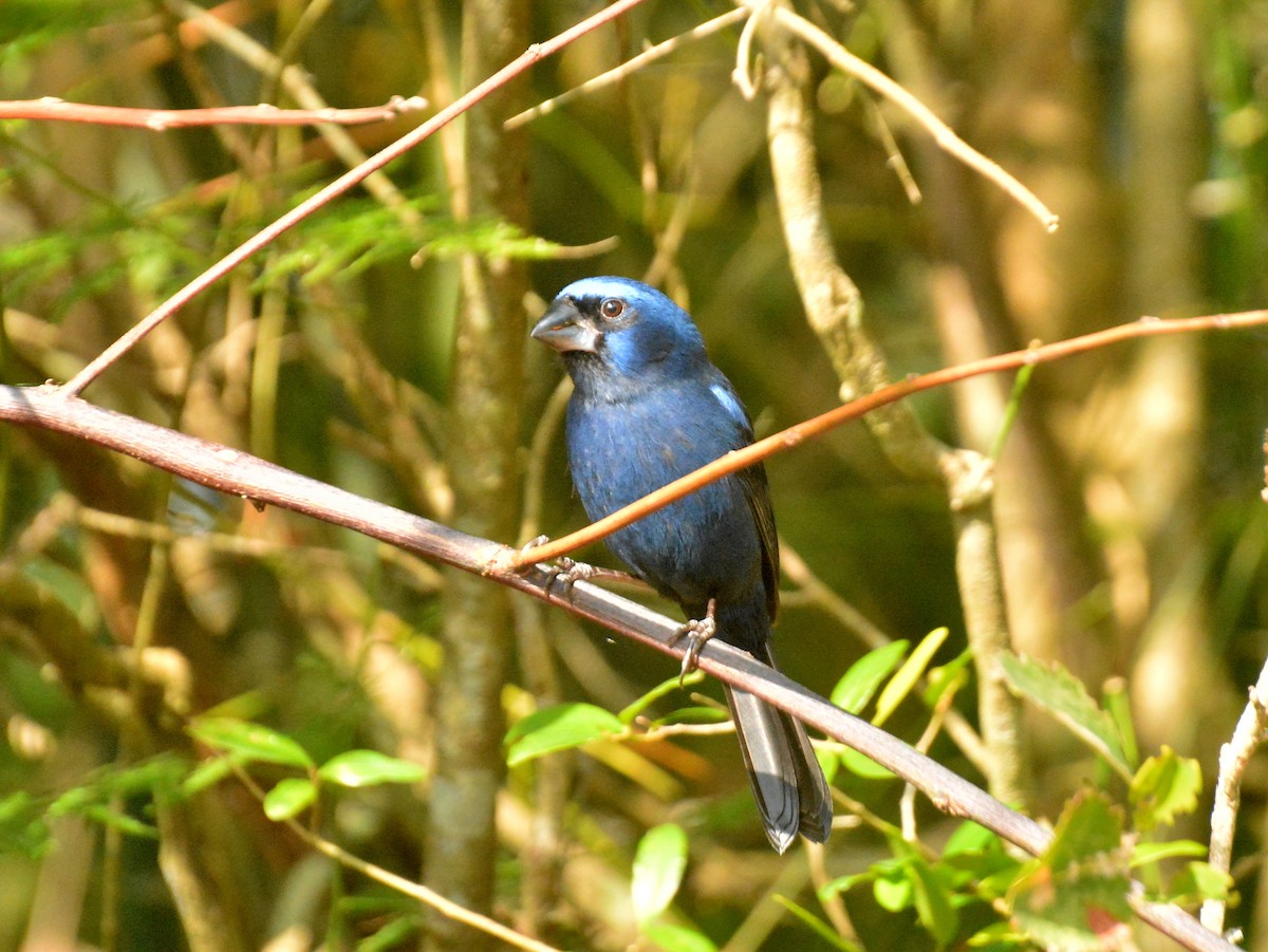 Ultramarine Grosbeak - ML642024730