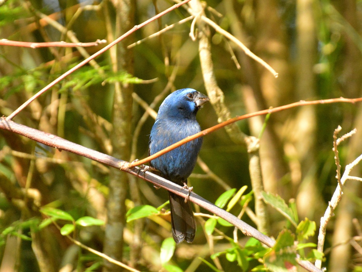 Ultramarine Grosbeak - ML642024731