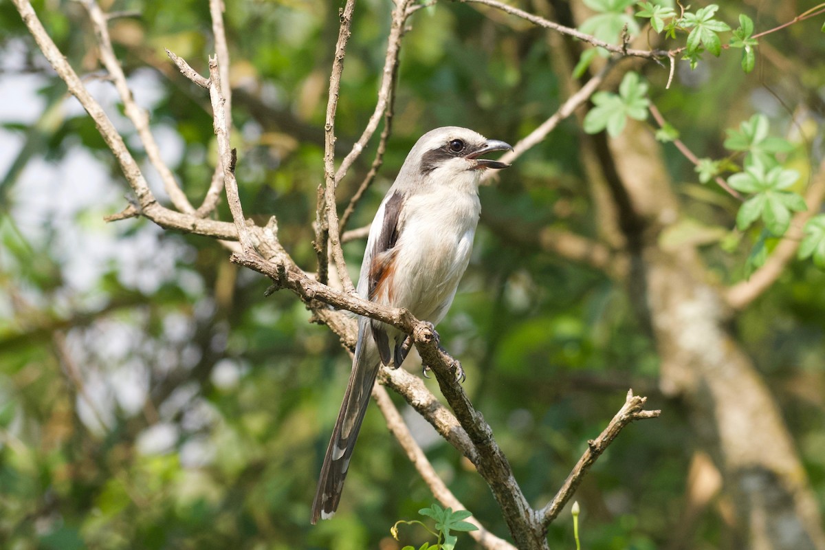 Mackinnon's Shrike - ML642024735
