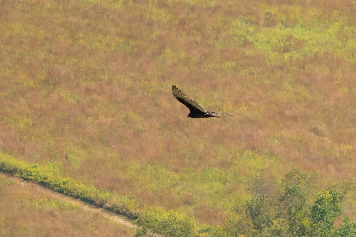 Turkey Vulture - ML642024736