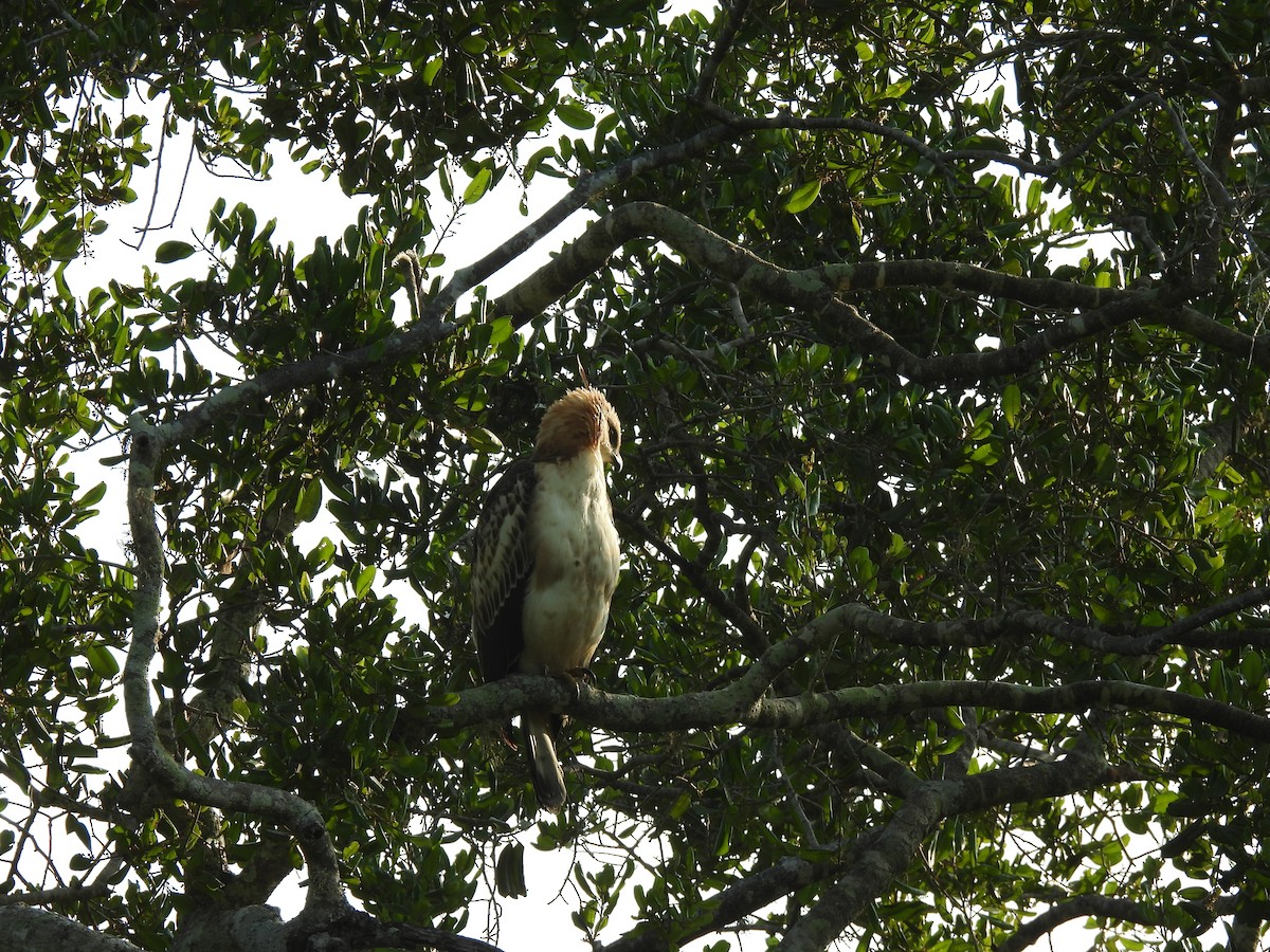 Changeable Hawk-Eagle - ML642024739