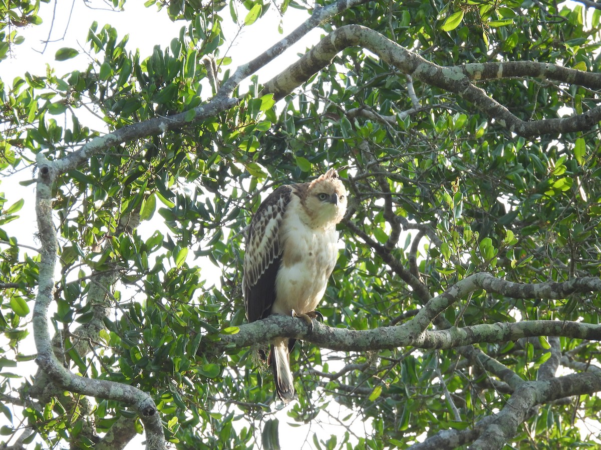 Changeable Hawk-Eagle - ML642024740