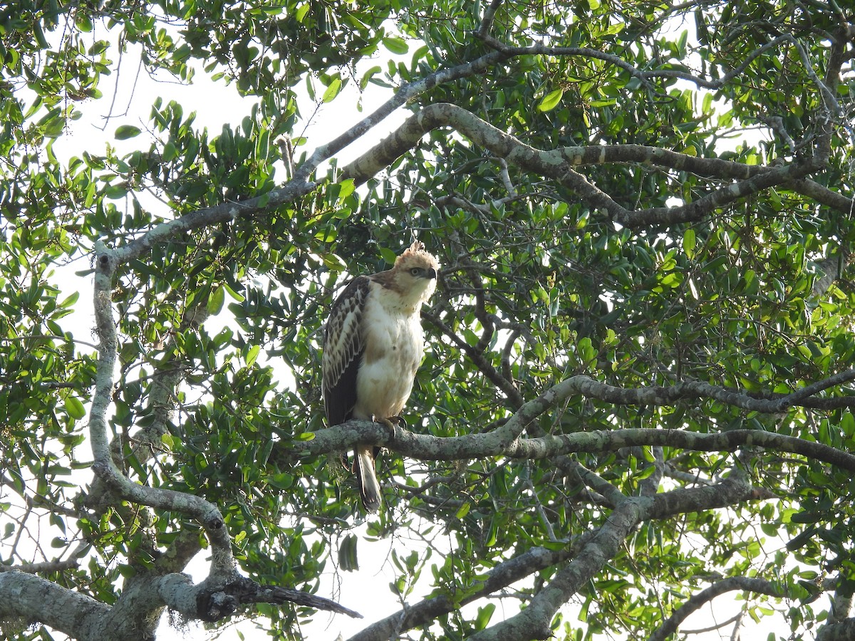 Changeable Hawk-Eagle - ML642024741