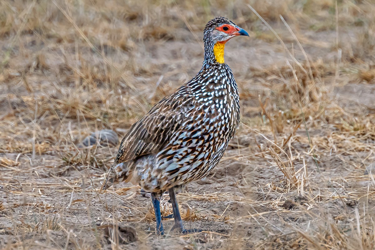 Yellow-necked Spurfowl - ML642024753