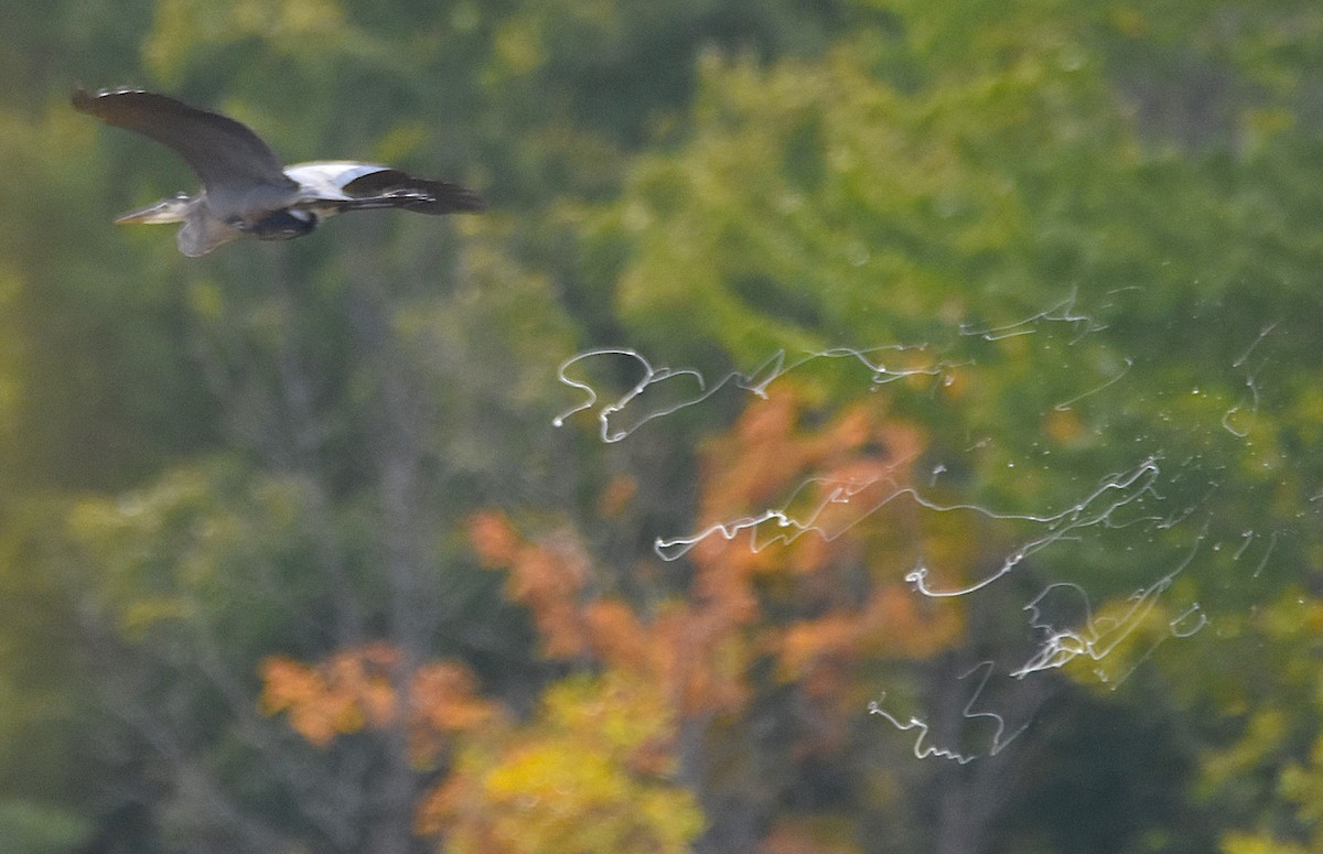 Great Blue Heron - ML642024761