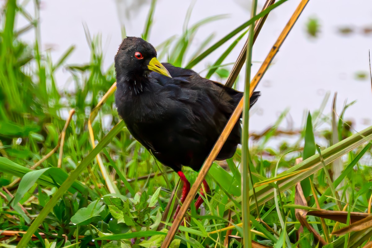 Black Crake - ML642024768
