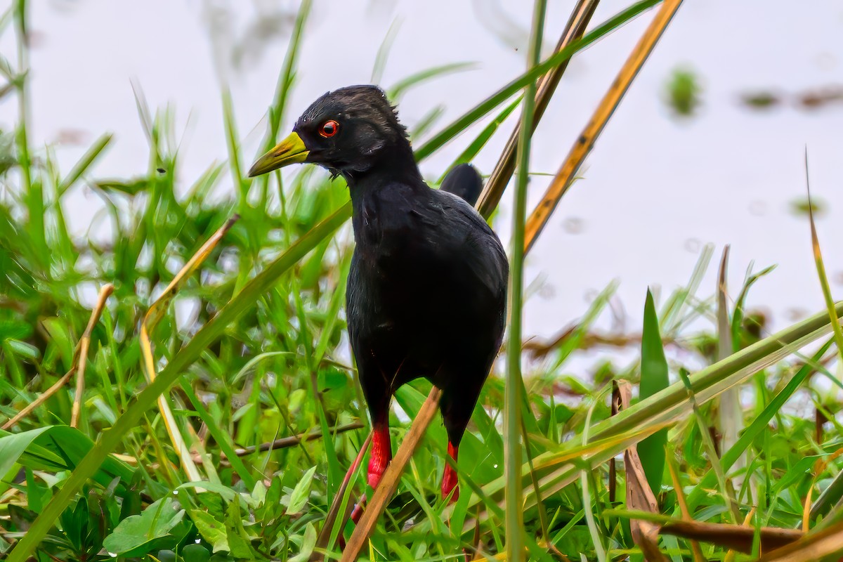 Black Crake - ML642024769