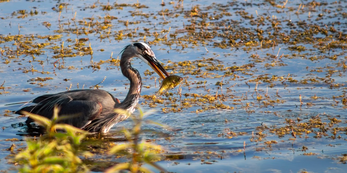 Great Blue Heron - ML642024770