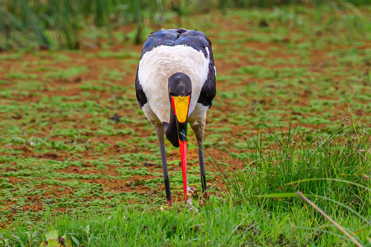 Jabiru afrikarra - ML642024779