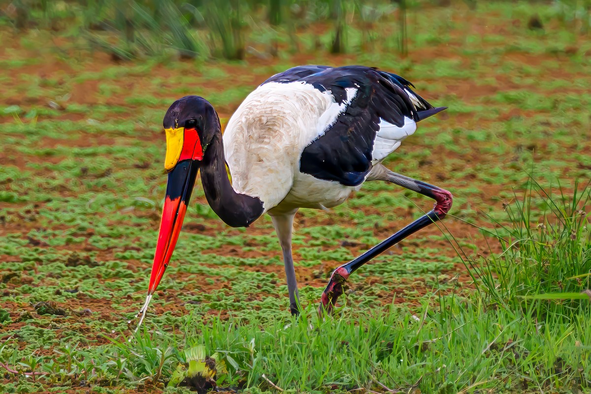 Jabiru afrikarra - ML642024780