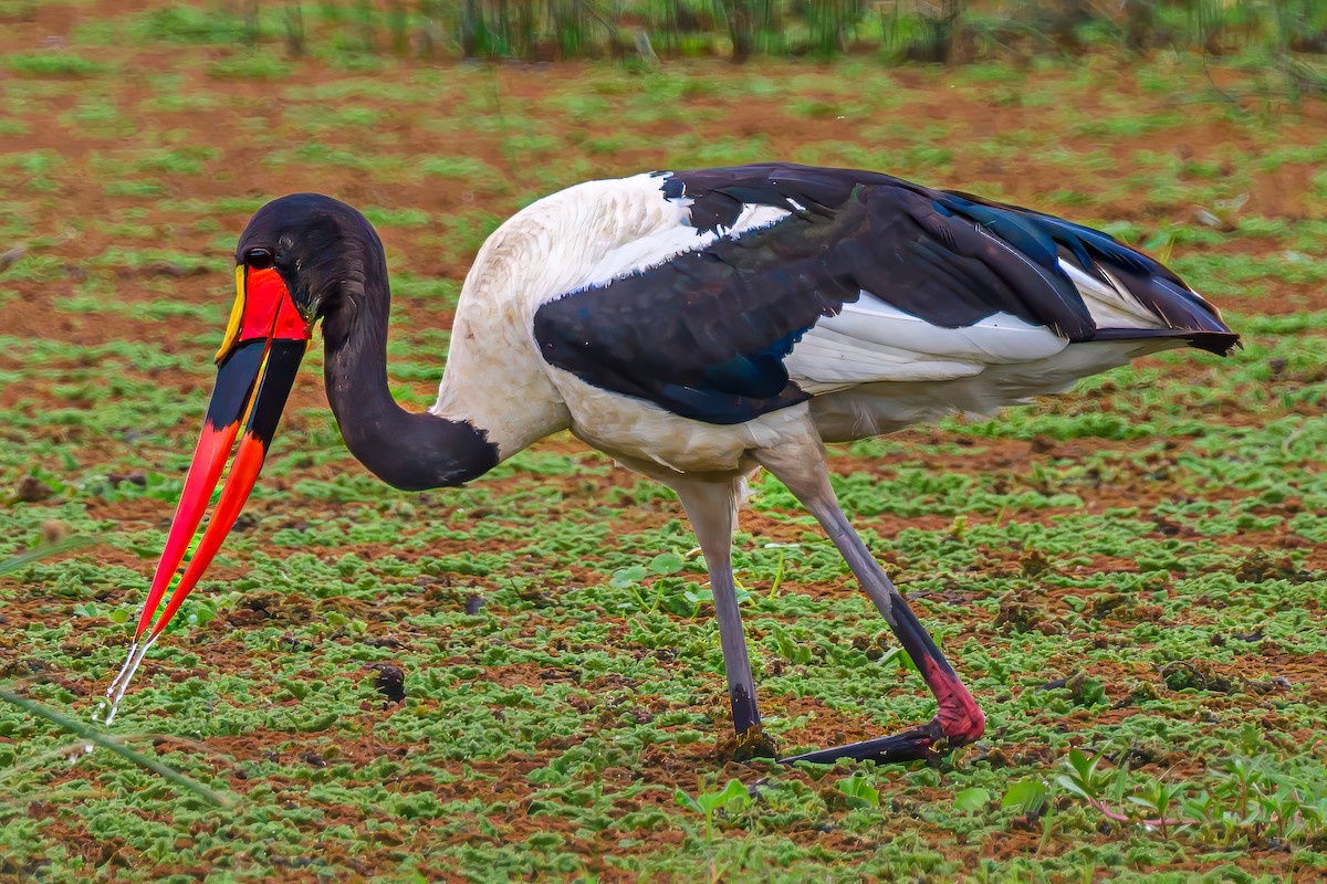 Jabiru afrikarra - ML642024781