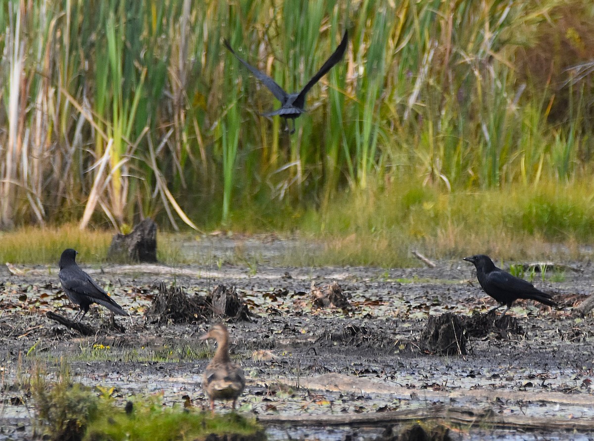 American Crow - ML642024782