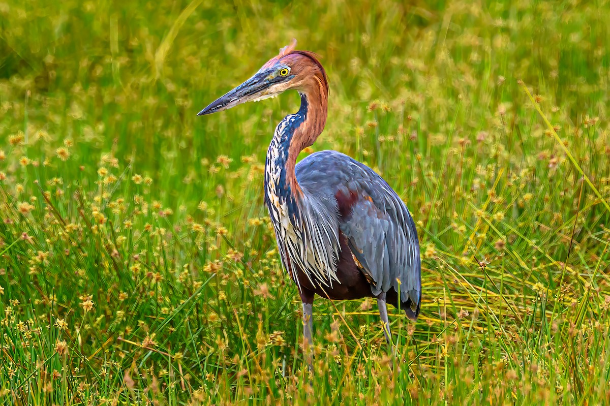 Goliath Heron - ML642024784