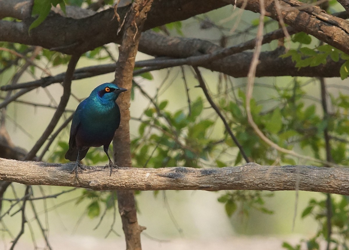 Greater Blue-eared Starling - ML642024792