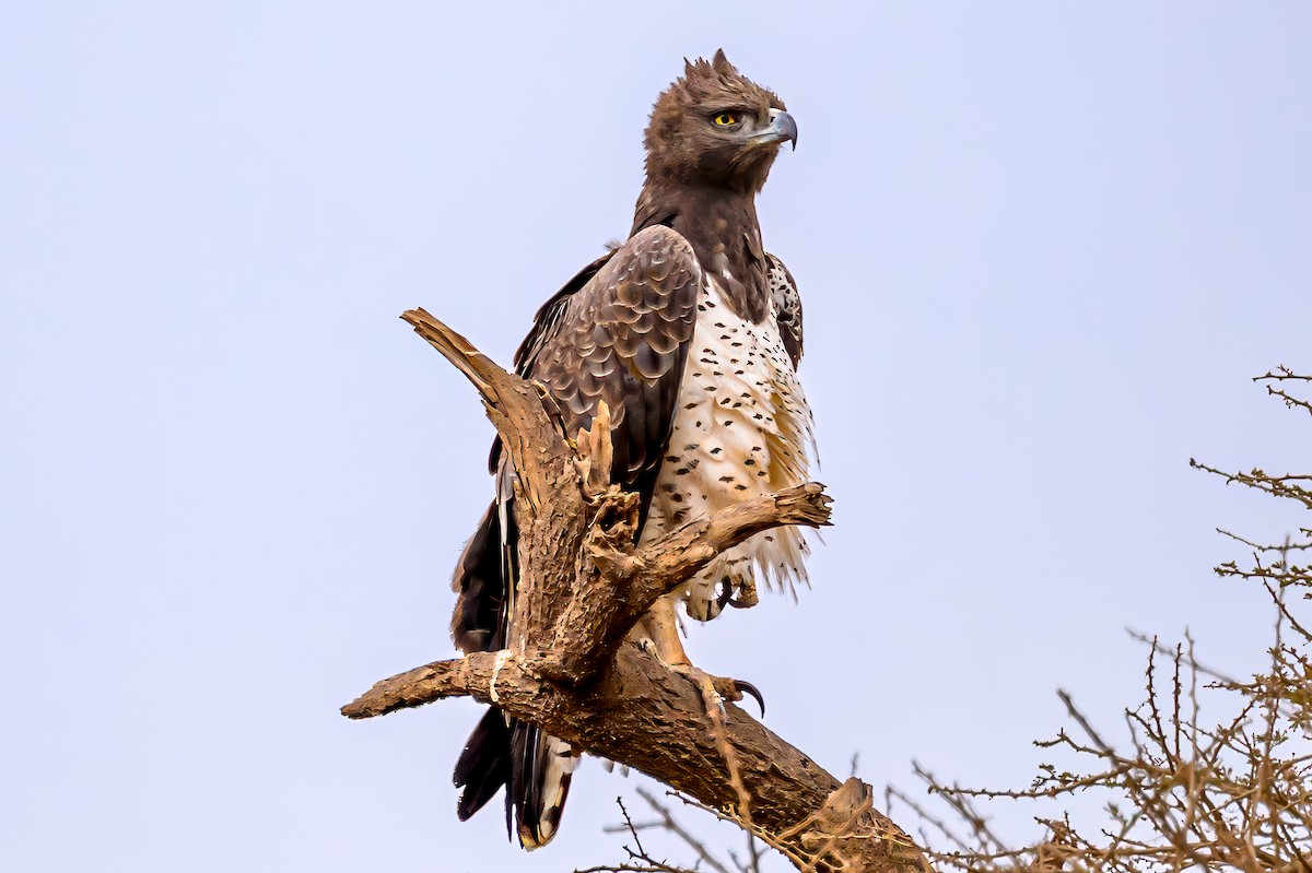 Martial Eagle - ML642024795
