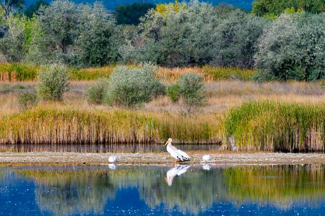 American White Pelican - ML642024801