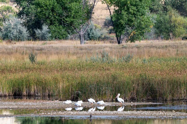 American White Pelican - ML642024802