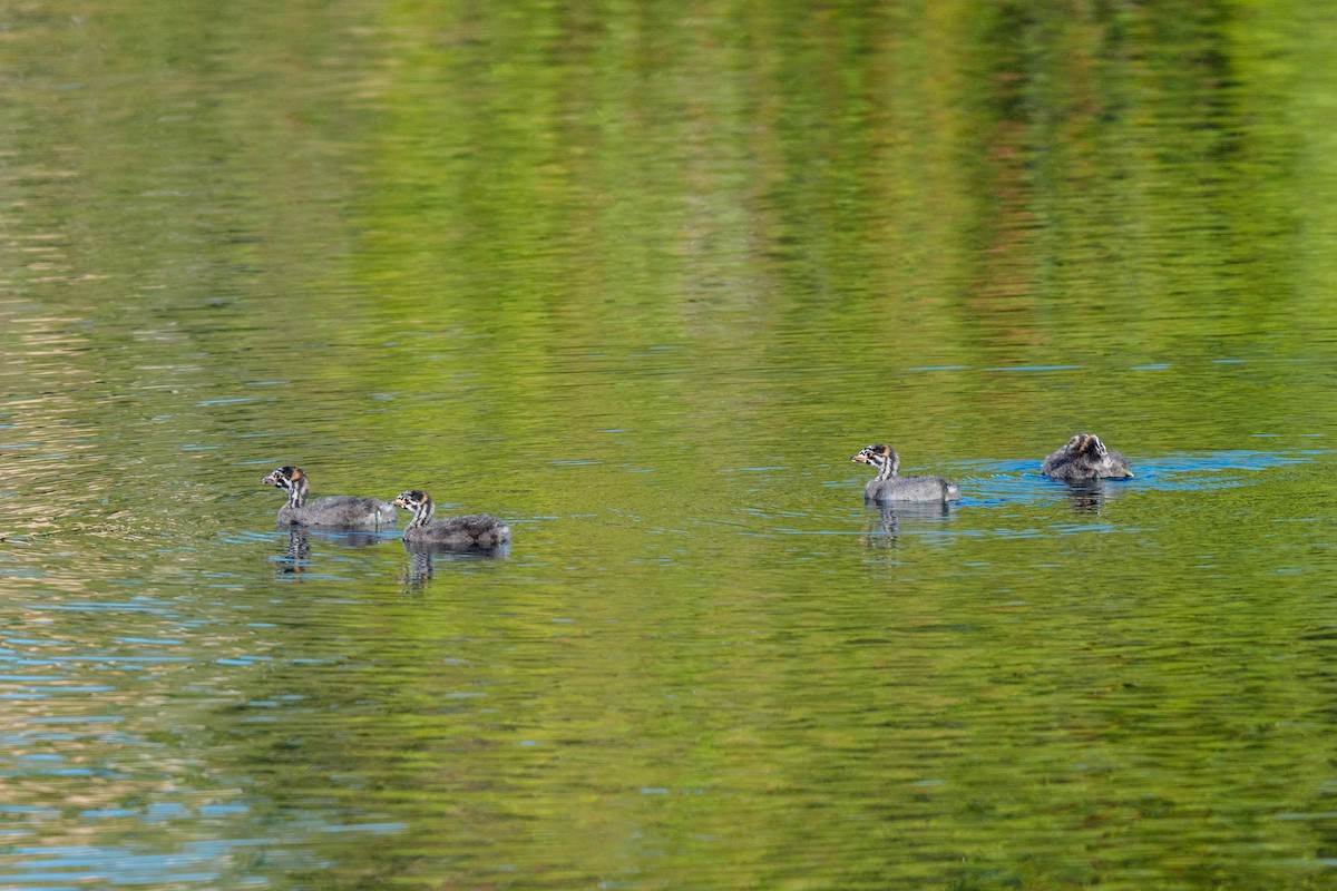 Pied-billed Grebe - ML642024805