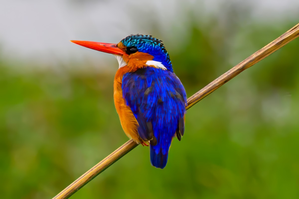 Malachite Kingfisher - ML642024808