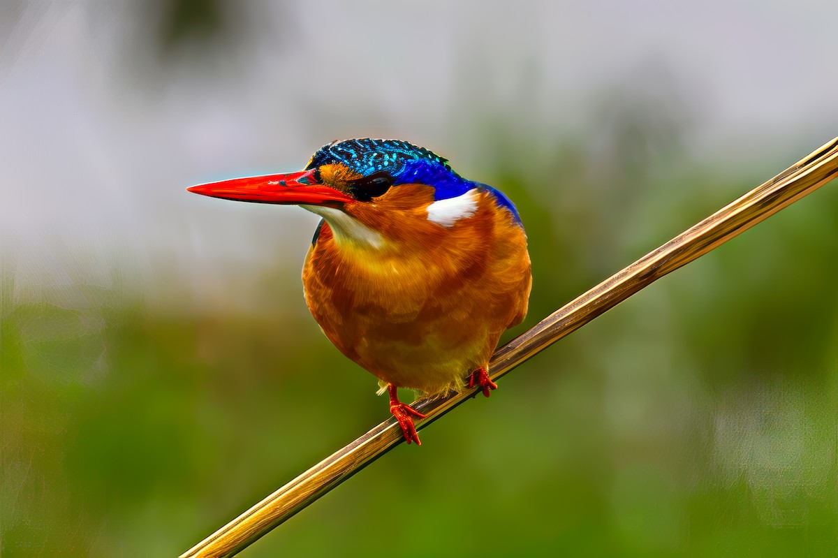Malachite Kingfisher - ML642024809
