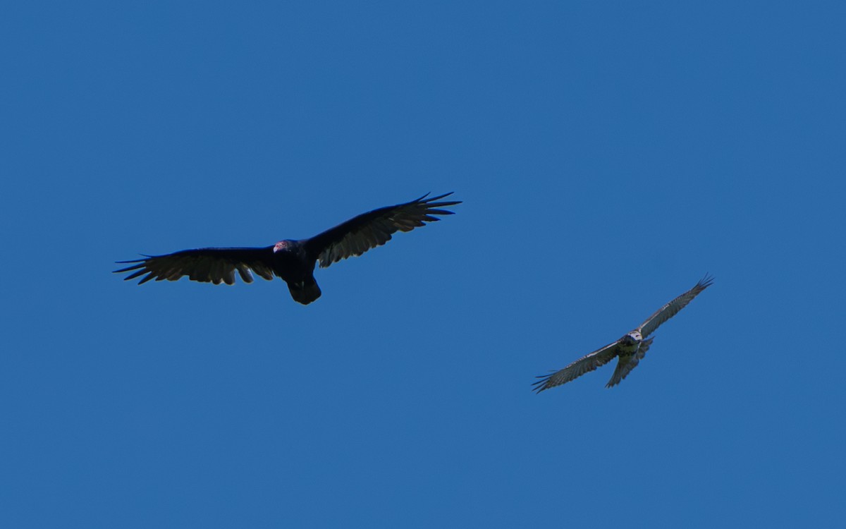 Red-tailed Hawk - ML642024811