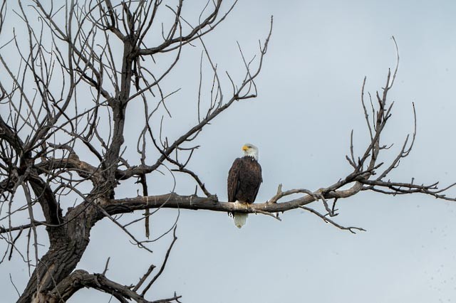 Bald Eagle - ML642024814