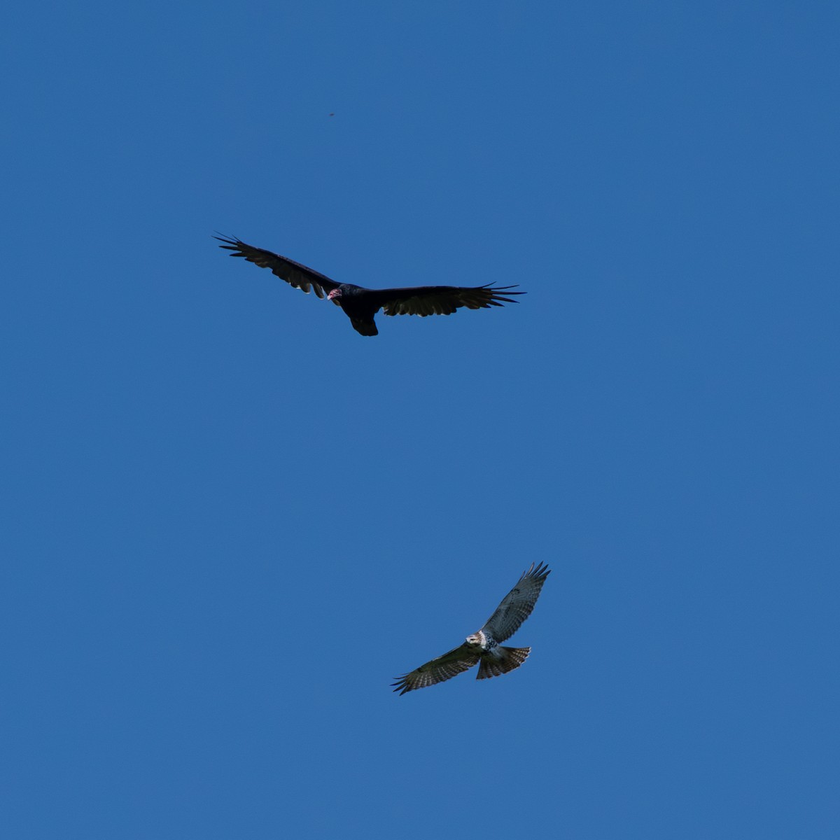 Red-tailed Hawk - ML642024827