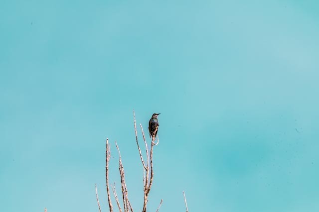 歐洲椋鳥 - ML642024828