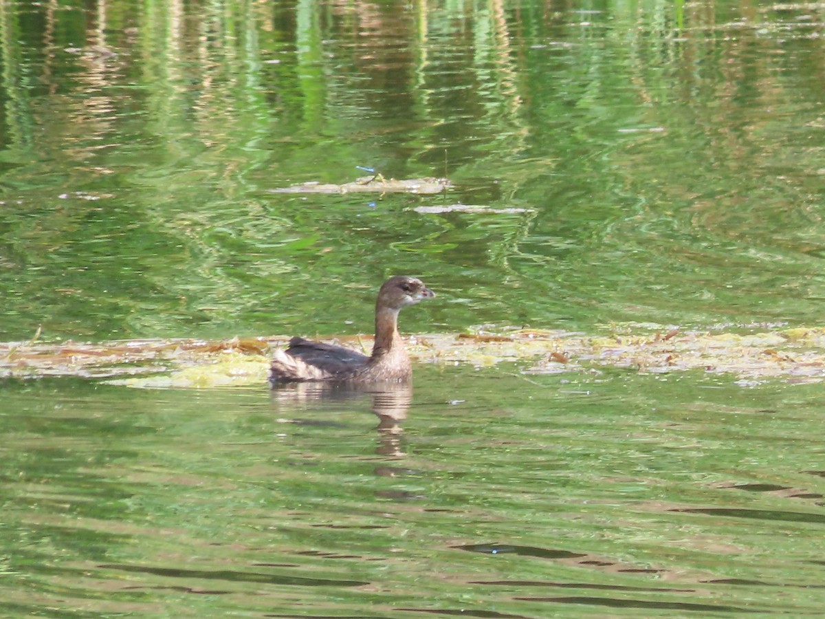 Pied-billed Grebe - ML642024837
