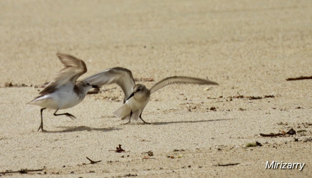 Semipalmated Sandpiper - ML642024851
