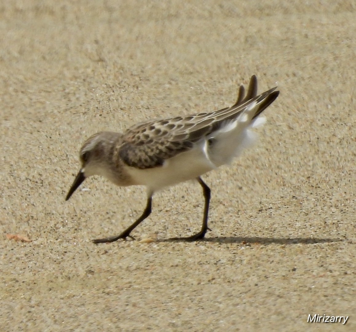 Semipalmated Sandpiper - ML642024853