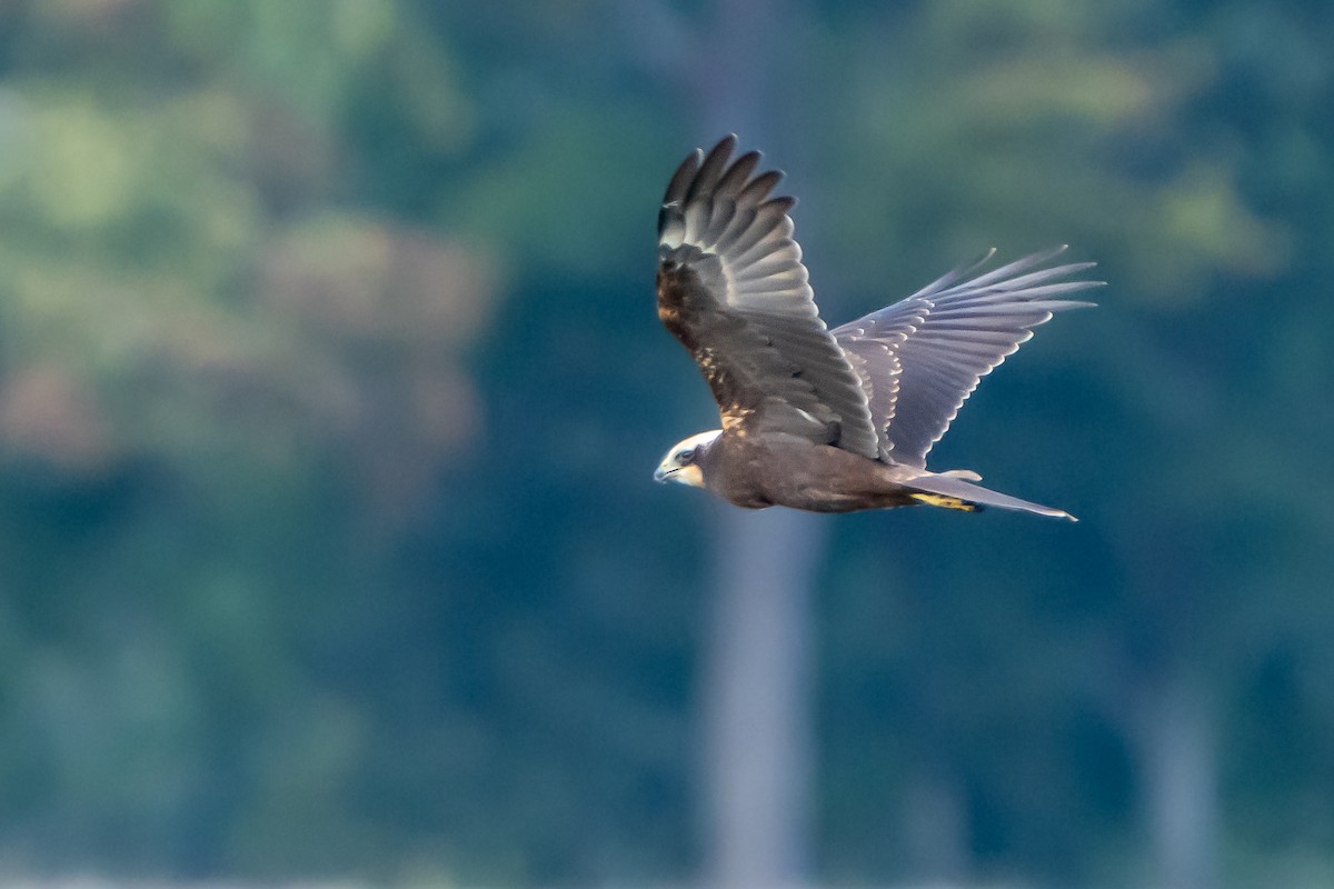 Falco di palude - ML642024854