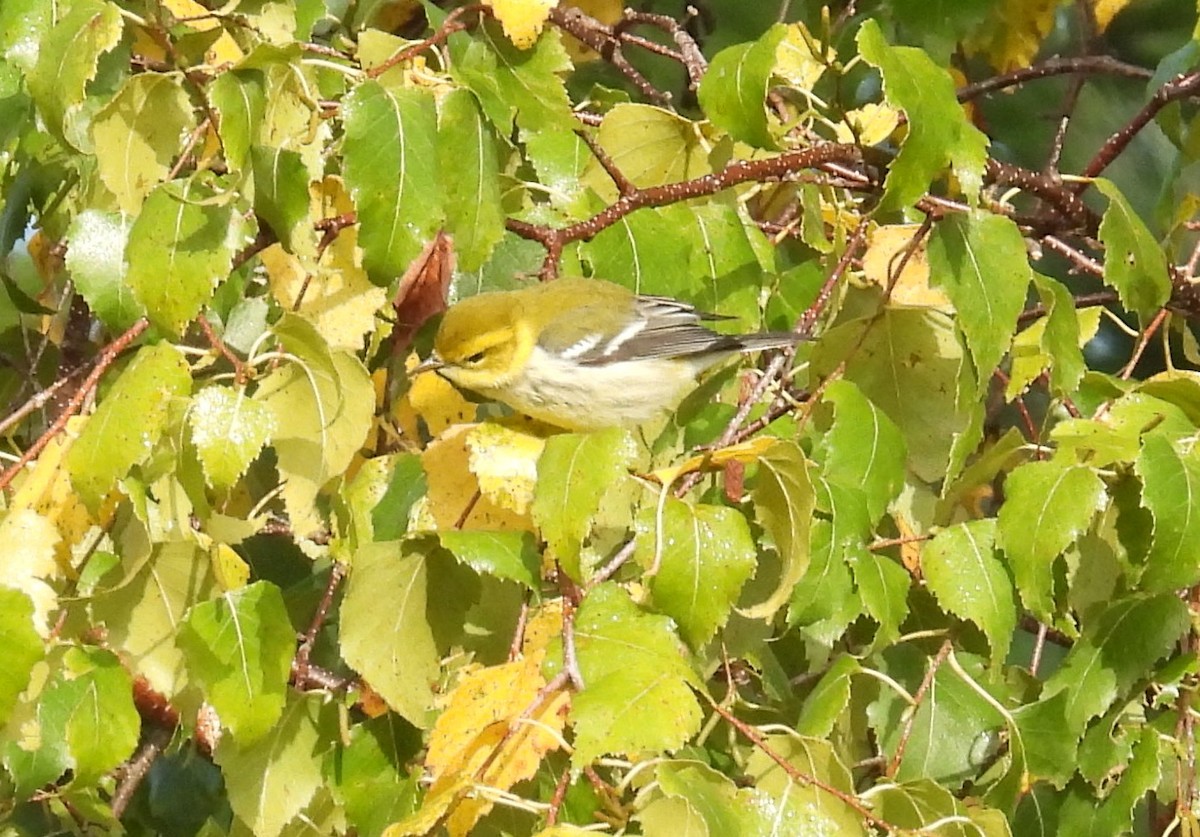 Black-throated Green Warbler - ML642024857