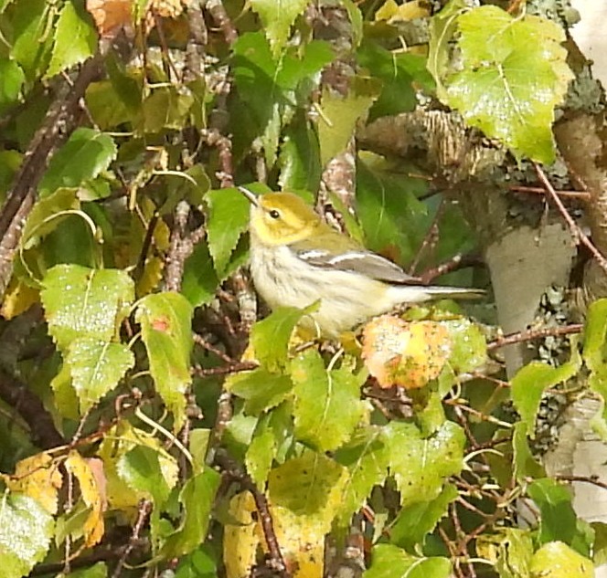 Black-throated Green Warbler - ML642024858
